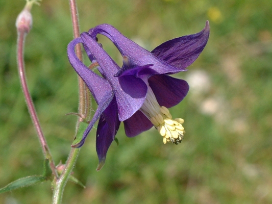 Aquilegia vulgaris / Aquilegia comune